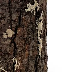 Close-up view of the bark on a natural scented candle in an oak wooden vessel